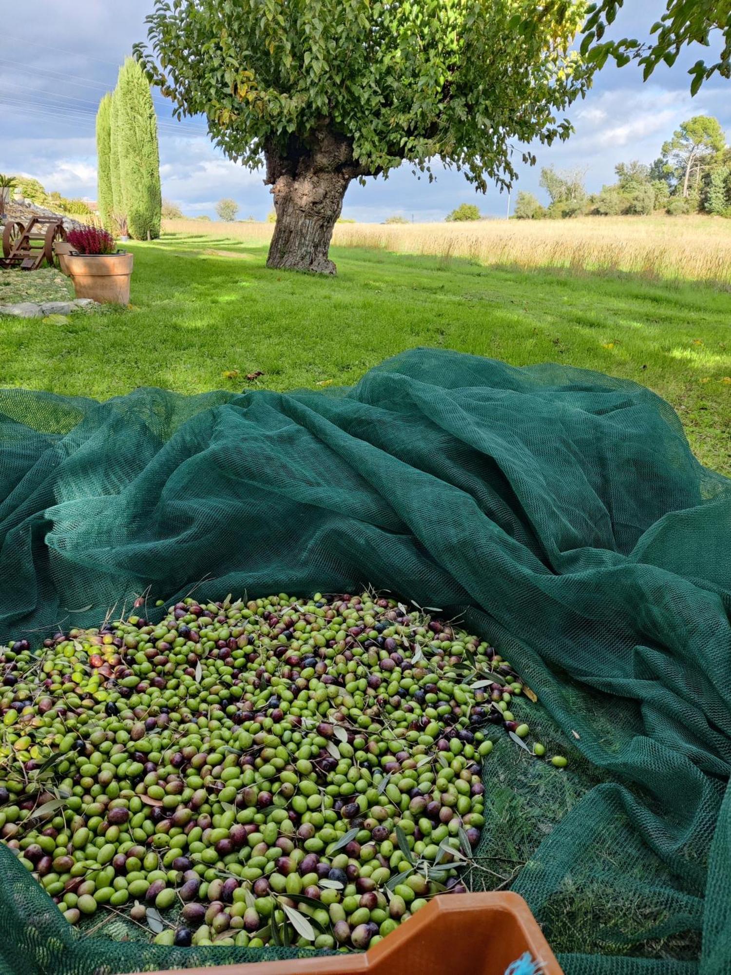 Gite Proche De La Bambouseraie Boisset-et-Gaujac Bagian luar foto